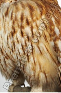 Tawny owl - Strix aluco 0012